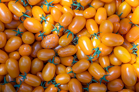 黄熟西红柿背景 无化学成分种植植物学花园收成蔬菜水果农场技术园艺衬套房子图片
