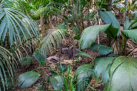 塞舌尔岛上的Praslin岛绿色自然保护区旅游椰子游客棕榈山谷丛林公园植物图片