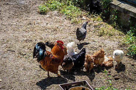 鸡和鸡在农场院子的铺垫上生活农业母鸡家禽小鸡羽毛乡村翅膀梳子绿色图片