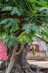 马达加斯加 Nosy Be Lokobe自然特别保留地海洋假期毛巾自然保护区独木舟木头旅行森林热带旅游图片