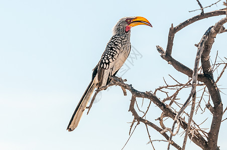 南黄卷黄的Hornbill在纳米比亚北部的一个分支上旅行旅游杂食性晴天野生动物动物阳光图片