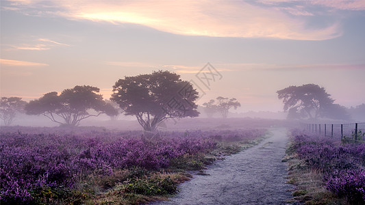 荷兰盛开的石南花 荷兰韦斯特海德公园粉紫色山丘上阳光明媚的雾日出 日出期间荷兰盛开的石南花田远足农村风景薄雾植物群薰衣草荒地天空图片