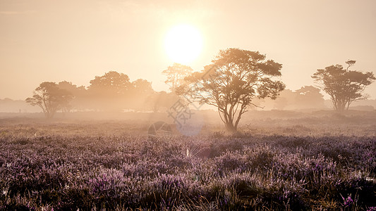 荷兰盛开的石南花 荷兰韦斯特海德公园粉紫色山丘上阳光明媚的雾日出 日出期间荷兰盛开的石南花田植物爬坡国家农村公园远足草地荒地薄雾图片