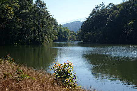 在公园的湖池旁植树池塘沼泽风景植物环境场景森林背景图片