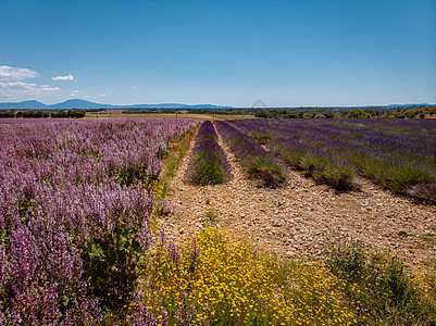 法国东南部Ardeche的拉凡德草地紫色旅行种植园薰衣草农田高原植物博物馆农业收成图片