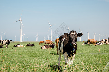 荷兰乌尔克岛绿草地草原上的荷兰褐牛和白牛与黑奶和白奶混合蓝色场地动物好奇心农场奶制品阳光牛奶天气农业图片