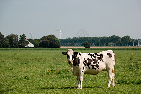 荷兰乌尔克岛绿草地草原上的荷兰褐牛和白牛与黑奶和白奶混合牛肉家畜农场奶制品哺乳动物牛奶农业天气农村场地图片