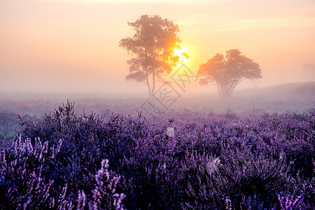 荷兰盛开的石南花 荷兰韦斯特海德公园粉紫色山丘上阳光明媚的雾日出 日出期间荷兰盛开的石南花田薄雾农村薰衣草爬坡植物群公园天空风景图片
