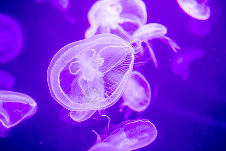 漂浮在水面上的模糊多彩的果冻鱼 绿月水母生活危险脊椎动物水族馆热带游泳异国辉光海蜇触手图片