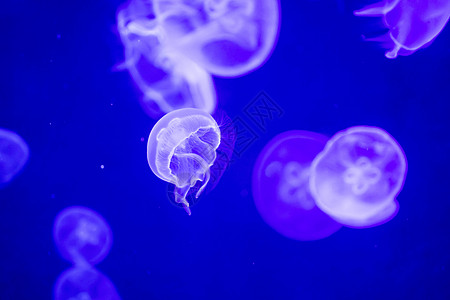 漂浮在水面上的模糊多彩的果冻鱼 绿月水母生活生物野生动物触手水族馆海洋危险蓝色月亮荒野图片