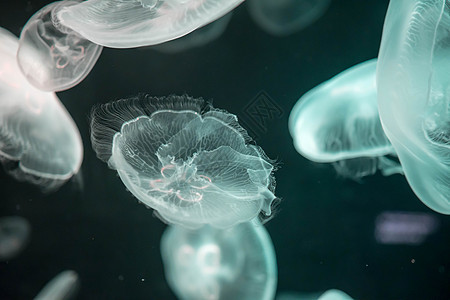 漂浮在水面上的模糊多彩的果冻鱼 绿月水母生物异国辉光触手水族馆脊椎动物蓝色海洋游泳海蜇图片