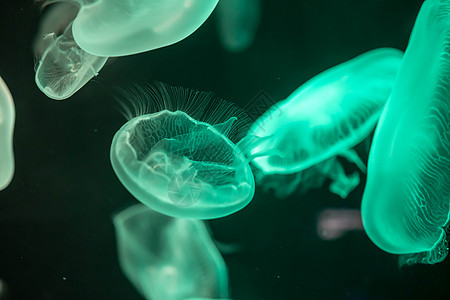 漂浮在水面上的模糊多彩的果冻鱼 绿月水母脊椎动物情调游泳生物生活触手危险热带异国辉光图片