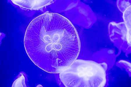 漂浮在水面上的蓝色月球水母荒野热带异国触手水族馆辉光生活情调月亮危险图片