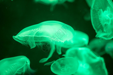 漂浮在水面上的模糊多彩的果冻鱼 绿月水母辉光水族馆海洋触手游泳危险荒野生物月亮生活图片