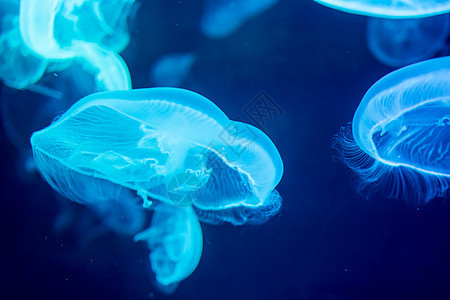 漂浮在水面上的蓝色月球水母危险触手生物脊椎动物异国生活辉光海蜇游泳月亮图片