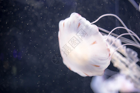 漂浮在有长触角的水域上的蓝白白彩果冻鱼 白太平洋海网荒野潜水海蜇生物水母水族馆海洋辉光海洋生物荨麻图片
