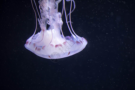 漂浮在有长触角的水域上的蓝白白彩果冻鱼 白太平洋海网生物海洋生物水族馆海洋热带荨麻荒野辉光水母异国图片