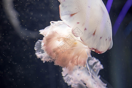 漂浮在有长触角的水域上的蓝白白彩果冻鱼 白太平洋海网水族馆辉光异国水母荨麻海蜇情调触手游泳生物图片