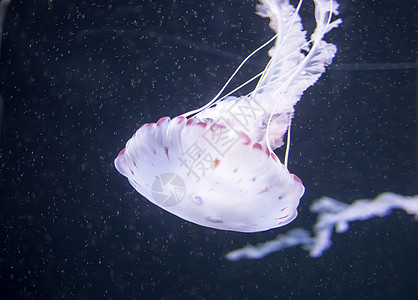 漂浮在有长触角的水域上的蓝白白彩果冻鱼 白太平洋海网游泳触手水母海洋辉光水族馆荨麻热带金珊瑚野生动物图片