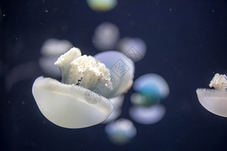夏季 模糊的布里德河水母物种在布里德河形成大群生物危险海蜇动物蓝色海洋生物章鱼深海水族馆致命图片