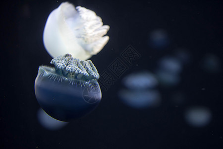 夏季 模糊的布里德河水母物种在布里德河形成大群海蜇海洋生物触手水族馆章鱼蓝色水母生物卡通片松紧带图片