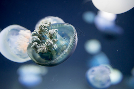 夏季 模糊的布里德河水母物种在布里德河形成大群生活水母水族馆动物蓝色松紧带章鱼深海危险海洋生物图片