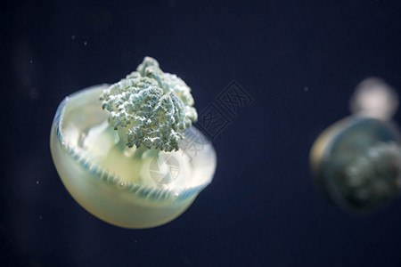夏季 模糊的布里德河水母物种在布里德河形成大群蓝色水族馆伞状致命海蜇触手海洋生物生物危险松紧带图片