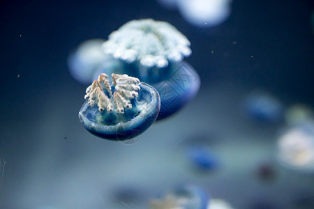 夏季 模糊的布里德河水母物种在布里德河形成大群章鱼水族馆卡通片伞状松紧带海蜇生活动物水母致命图片