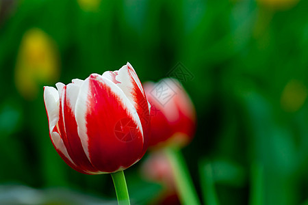 带绿色模糊背景的白色和红色郁金香花束花瓣植物花朵插图叶子花园季节运动庆典图片