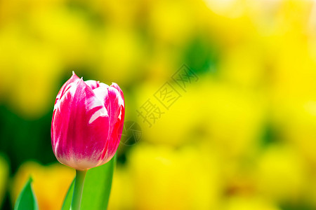 粉色紫色的孤立花朵 其柔软黄色背景图片