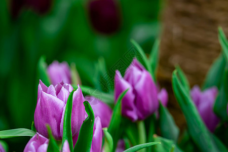 绿色背景的紫色郁金花季节场地树叶花束明信片帆布植物晴天叶子花园图片