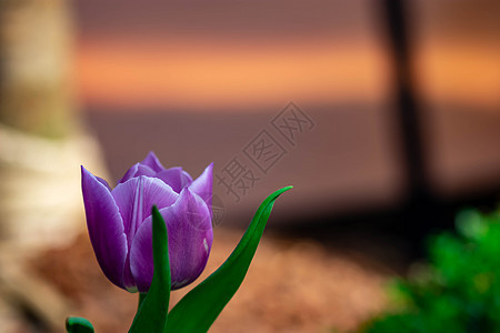 绿色背景的紫色郁金花场地帆布植物花园园艺明信片花束季节郁金香叶子图片