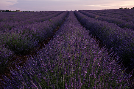 普罗旺斯 法国薰衣草田 Valensole 高原 五颜六色的薰衣草田 Valensole 高原 普罗旺斯 法国南部 薰衣草田香水图片