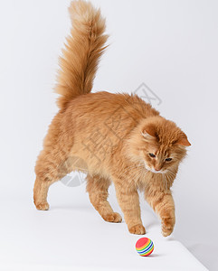 白色背景的红球玩着成年青毛红猫橙子宠物哺乳动物玩具快乐爪子好奇心动物猫咪工作室背景图片