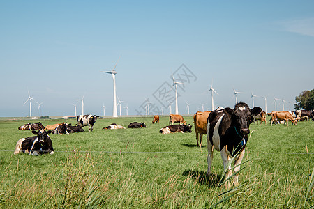 荷兰乌尔克岛绿草地草原上的荷兰褐牛和白牛与黑奶和白奶混合动物牛肉场地农场好奇心农业奶制品蓝色阳光天气图片