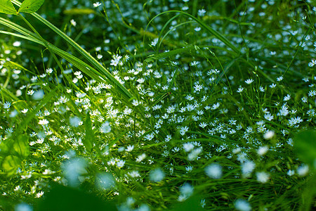 一片绿地 有精细的小白花朵 明亮和绿绿植物季节花瓣荒野草本植物环境雏菊叶子野花公园图片