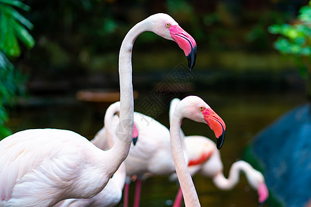 动物园池塘中的粉红火烈鸟公园鸟类翅膀国家异国野生动物热带荒野动物脖子图片
