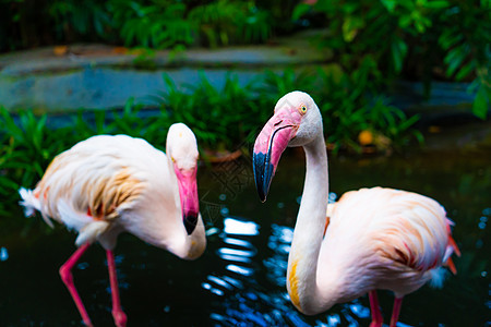 动物园池塘中的粉红火烈鸟公园鸟类羽毛翅膀野生动物旅行异国蓝色荒野动物图片