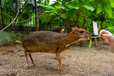Kanchil 是一只来自热带的神奇可爱的小鹿 鼠鹿是最不寻常的动物之一 偶蹄鼠鹿角男性林地野生动物荒野季节公园毛皮尾巴警报图片