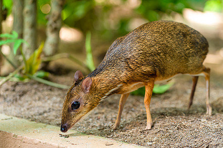 Kanchil 是一只来自热带的神奇可爱的小鹿 鼠鹿是最不寻常的动物之一 偶蹄鼠公园尾巴鹿角打猎森林林地耳蜗警报动物园反射图片