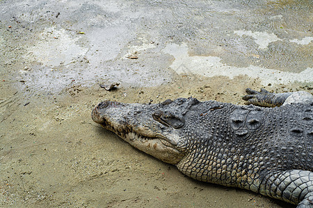 湖边危险的鳄鱼快关门了热带农场动物园公园荒野两栖生物游泳皮肤捕食者图片