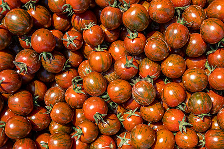 红熟西红柿背景 无化学成分种植花园叶子食物水果藤蔓技术植物农业收成生长图片