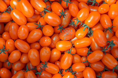 红熟西红柿背景 无化学成分种植场地叶子收成食物花园植物学园艺衬套植物藤蔓图片
