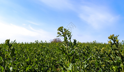黄色田野 在蓝色天空中播放强种子的花朵 有云 自然地貌背景和复制空间 德国欧洲农场花园国家农田场地蓝天地平线黄花环境农业图片