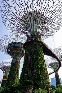 2018年10月12日 新加坡夏莫多湾市中心商业城市树林旅游雕塑奢华森林吸引力天空图片