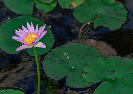 池塘上紫百合花的大型特辑 美丽的紫色水立花异国绿色花瓣百合荷花荒野叶子热带粉色植物图片