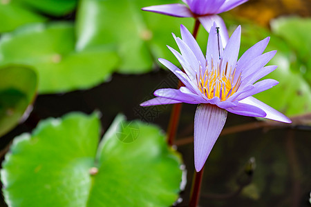 池塘上紫百合花的大型特辑 美丽的紫色水立花公园花瓣绿色荒野粉色百合红色荷花热带情调图片