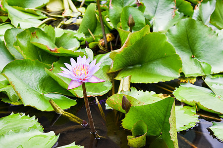 新加坡植物园游览旅游植物松鼠植物学天鹅植物群国家蜘蛛热带公园图片