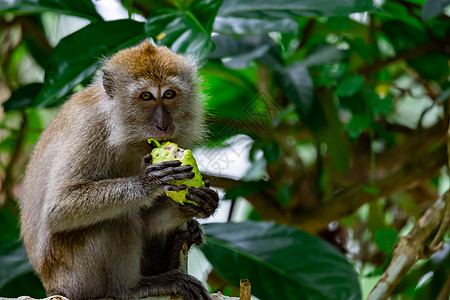 在吃水果和坐在树枝上时 长长的尾尾巴灰色木头哺乳动物猕猴荒野叶子长尾野生动物绿色图片
