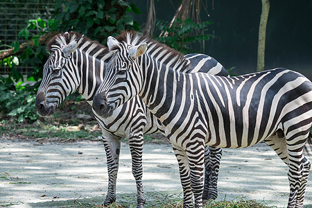 斑马在动物园吃东西时闭合镜头团体哺乳动物皮肤条纹白色旅行黑色公园野生动物荒野图片
